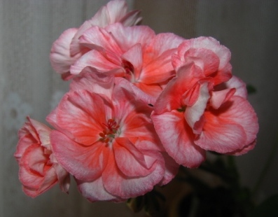 Второе цветение, красивые слегка волнистые лепестки, размер шапочки немаленький