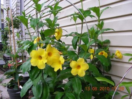 Копия Аламанда.jpg