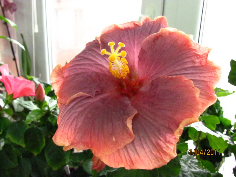 сегодня 11.04 004.jpg