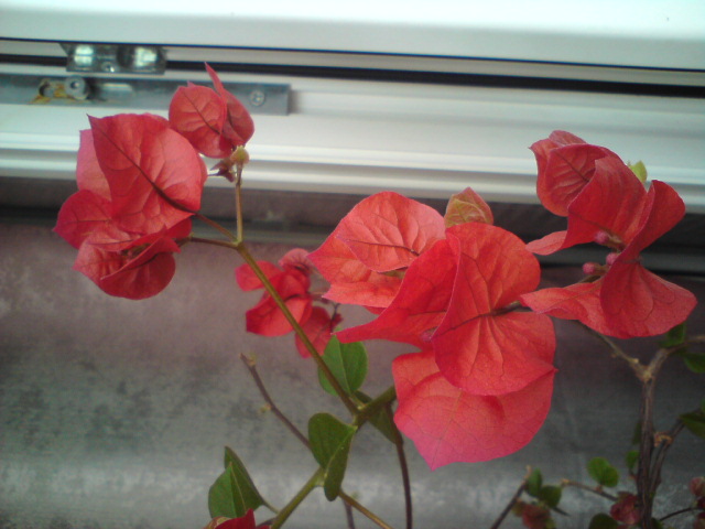 Начинаем розоветь.