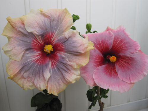 Torch Song @ Dark Nebula.jpg