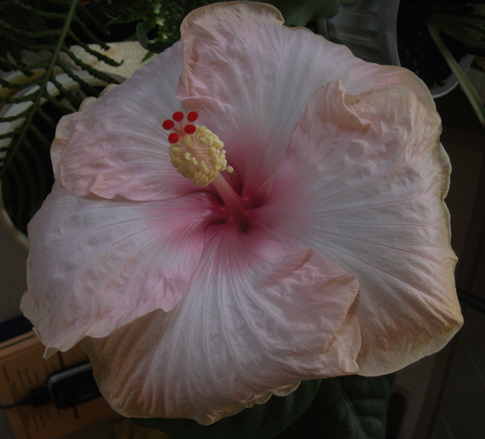 Цветок наклонился в сторону окна, пришлось подвывернуться, чтобы ракурс мало-мальский запечатлеть...