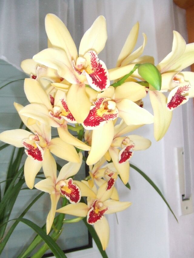 Пусть ваши цветочки всегда радуют вас!!!!!!!!!!! :)))))))