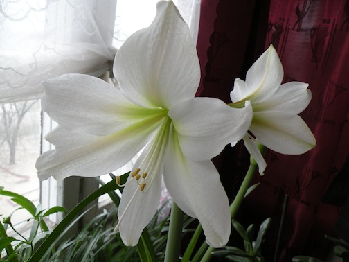 Крисмас гифт2011.jpg