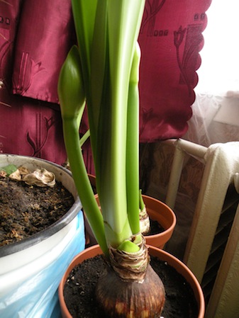 Белая нимфа1.jpg