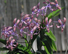 Darwinara Rainbow Stars Dark Purple.jpg