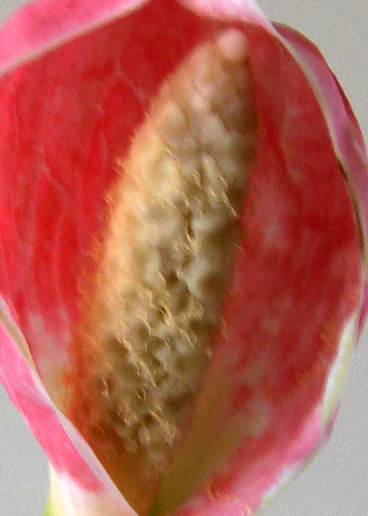 цветок крупно1.jpg