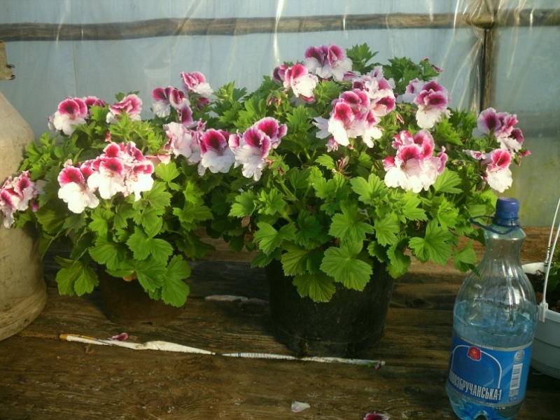 для маштабу