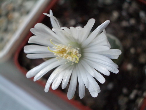 Lithops salicola 2006 10 06.jpg