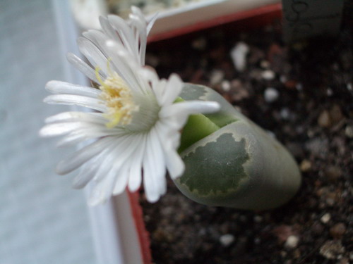 Lithops salicola 2006 10 08.jpg