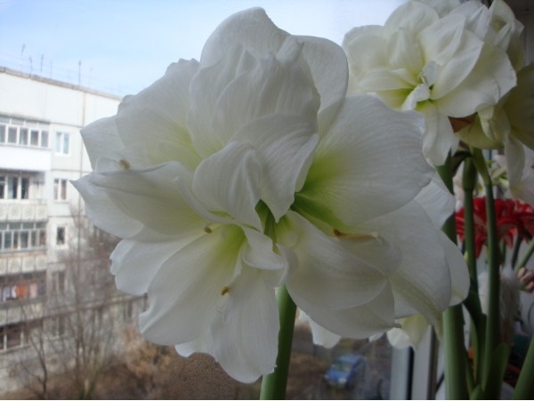 белый павлин.JPG