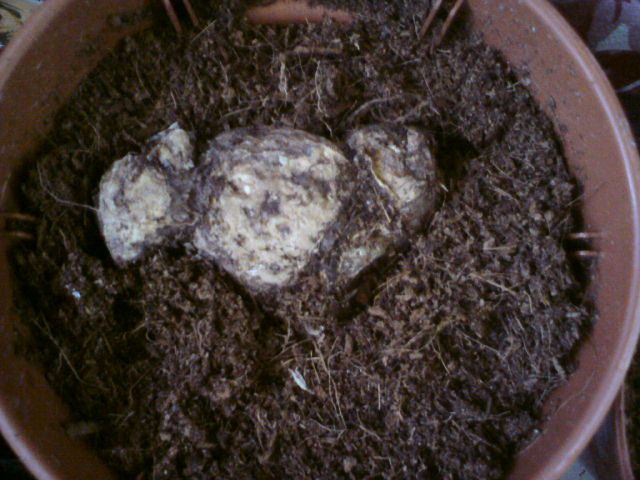 приподняла - появились корни