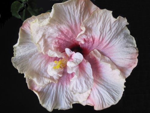 Смоки_махровый нос_2011.jpg