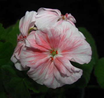 Огромный цветок и очень долго держится!!!