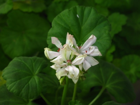 Ещё на солнышке не загорели, немного зеленцой блистаем...