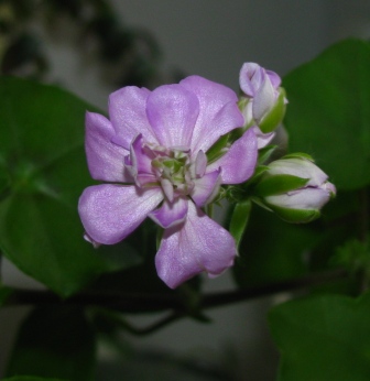 Моргаем зелёным глазом