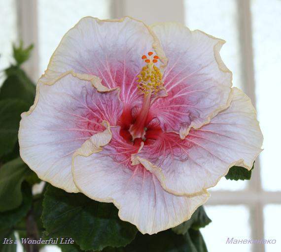 It's a Wonderful Life 1.jpg