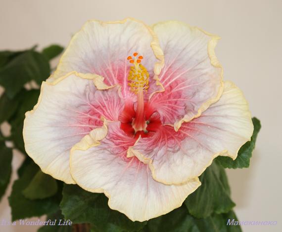 It's a Wonderful Life.jpg