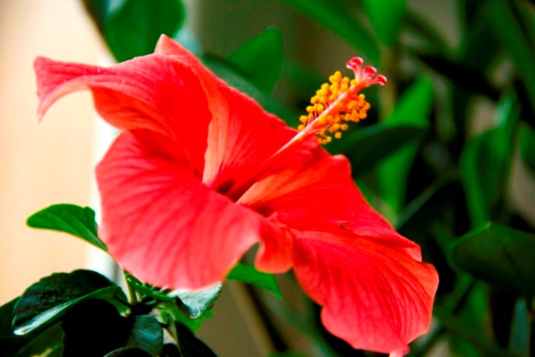 Так цвела моя последняя бубочка! Я вся в ожидании следующей!!!