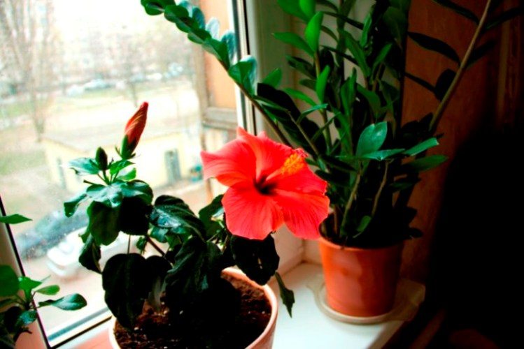 Искренняя и алая... :) :) :)