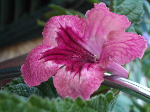 strep Poochie 2006 10 06.jpg