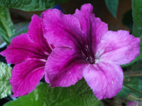 strep July Forth 2006 10 08.jpg