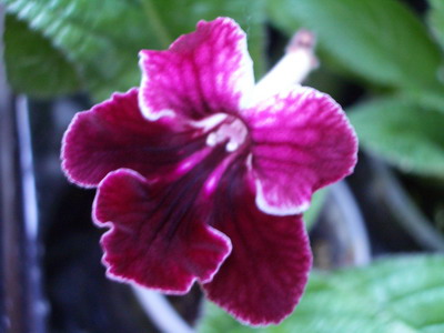 streps Br Chery Dip 2006 10 06.jpg