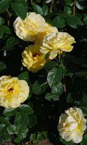 Артур Белл .jpg