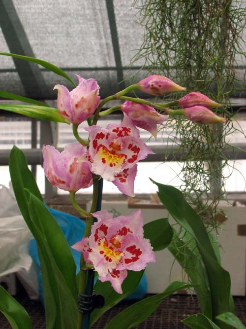 Vuylstekeara 'Perfection' × Odontioda (Allen Long × Devon Flash).JPG