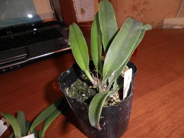 C. maxima var. alba 'Koenigin Sylva' SM/DOG