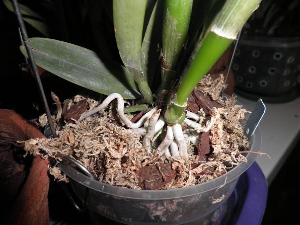 C. maxima var. coerulea 'Hector' SM/IOGA , AM/AOS