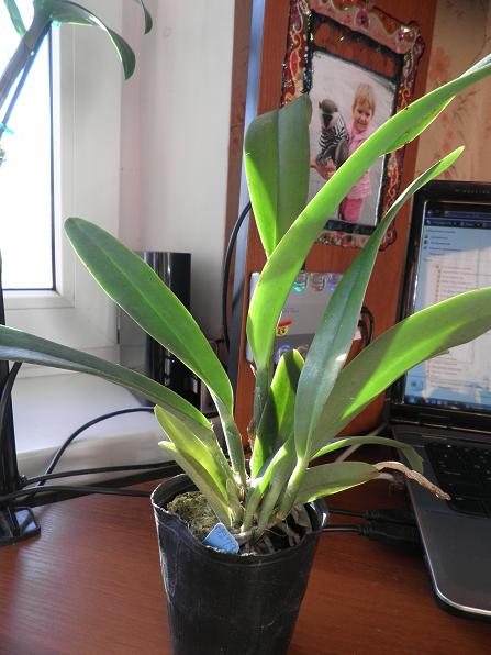 C. maxima var. coerulea 'Hector' SM/IOGA , AM/AOS