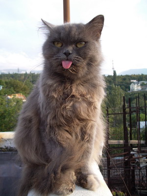 2006 09 24 kot 02.jpg