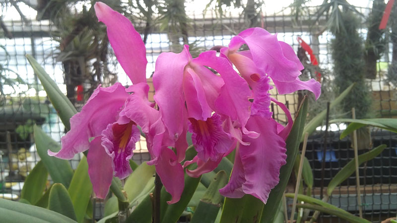 cattleya1.jpg