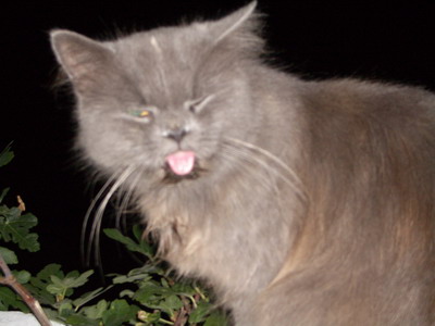 2006 09 24 kot 01.jpg