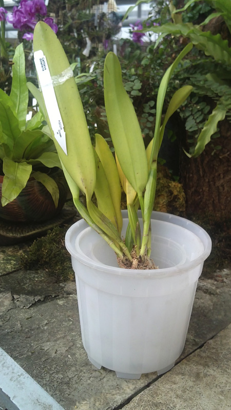 Cattleya dowiana.jpg