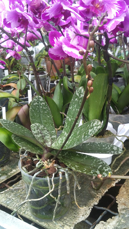 Phalaenopsis Philadelphia.jpg