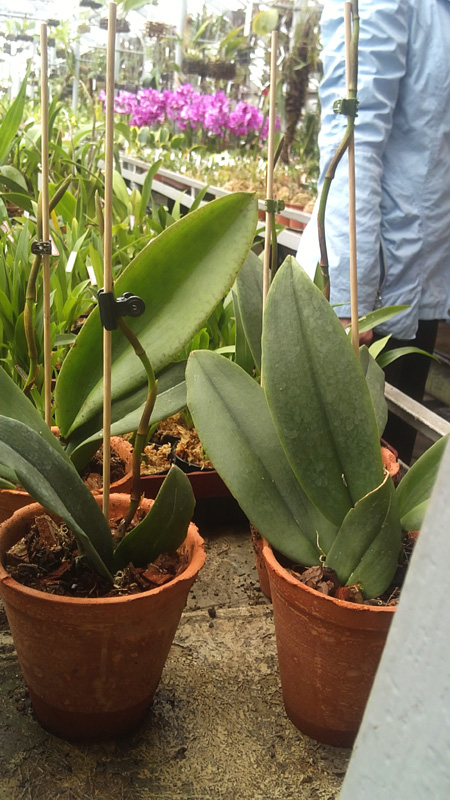 oncidium Papilion.jpg