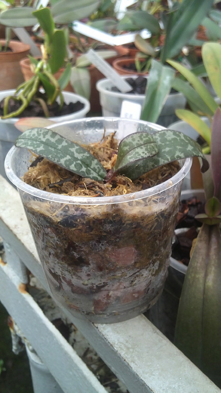 Phalaenopsis schilleriana Wandan x stuartiana.jpg