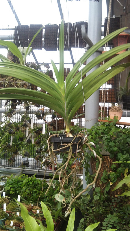 Vanda Pures Wax Purlish Blue.jpg