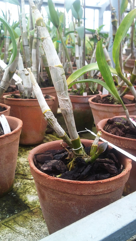 Dendrobium Kultana Fancy Red.jpg