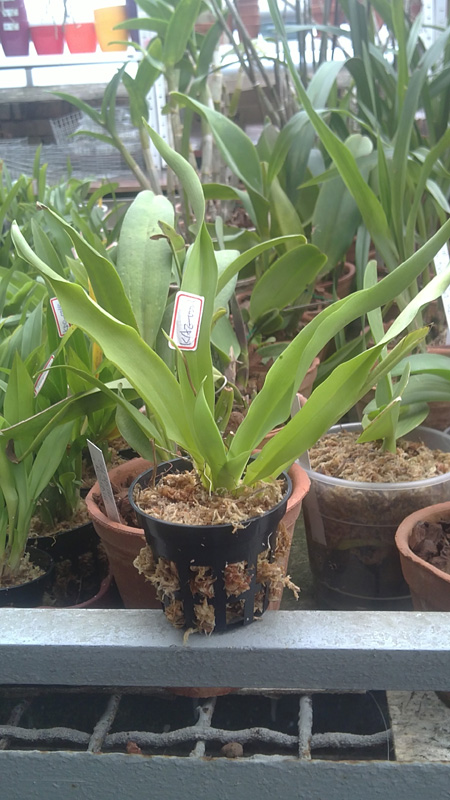 Aeranthes grandiflora.jpg