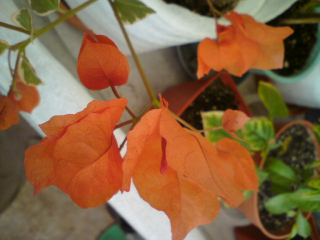 Дуйствительно оранжевая