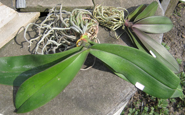 Nobby’s Purple-Taisuco Firebird и Taisuco Miky