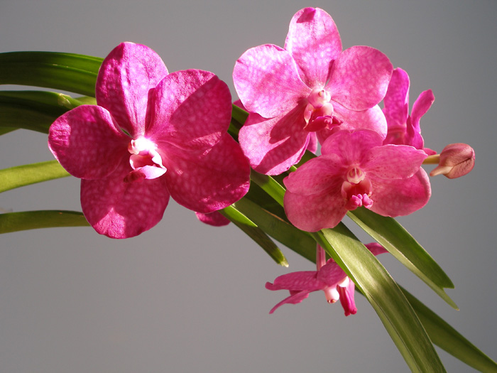 vanda 11.jpg