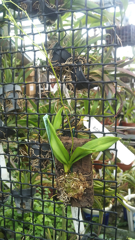 Ionopsis utricularioides 1.jpg