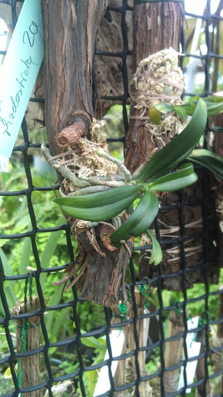 Aerangis rhodosticta.jpg