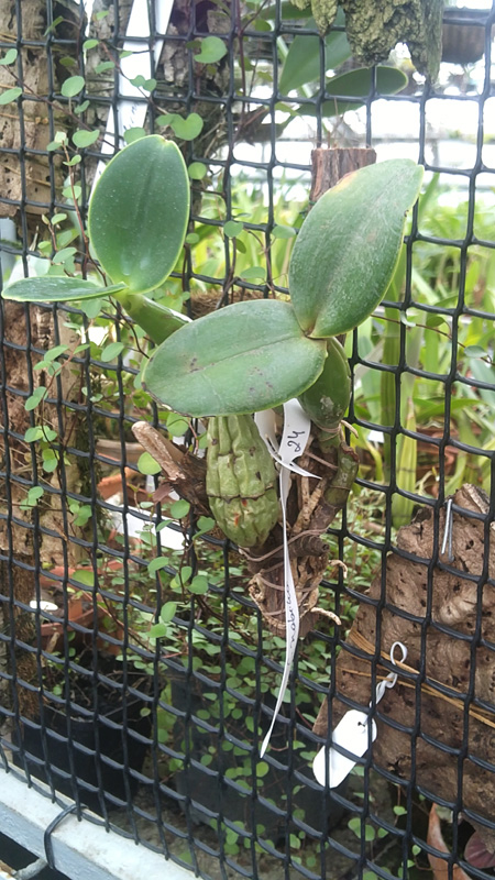 Cattleya nobilior.jpg