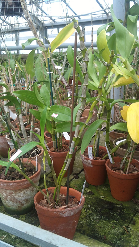 nobile  cooksonianum.jpg