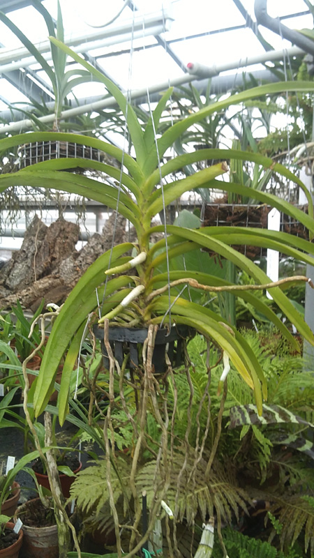 Vanda insignis x Vanda Mimi Palmer.jpg